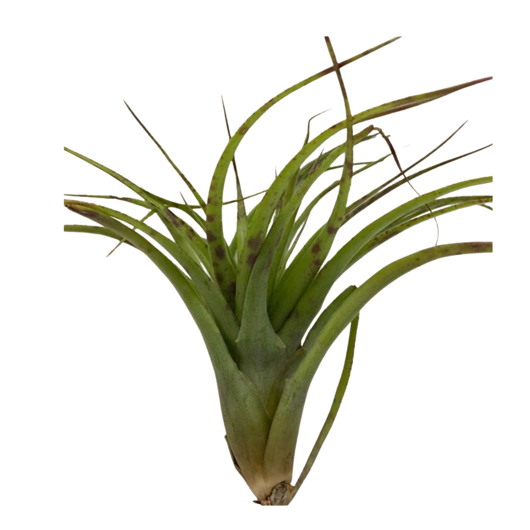 Large Air Plant - Tillandsia Ionantha Scaposa