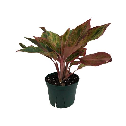 Red Chinese Evergreen in Plastic Pot