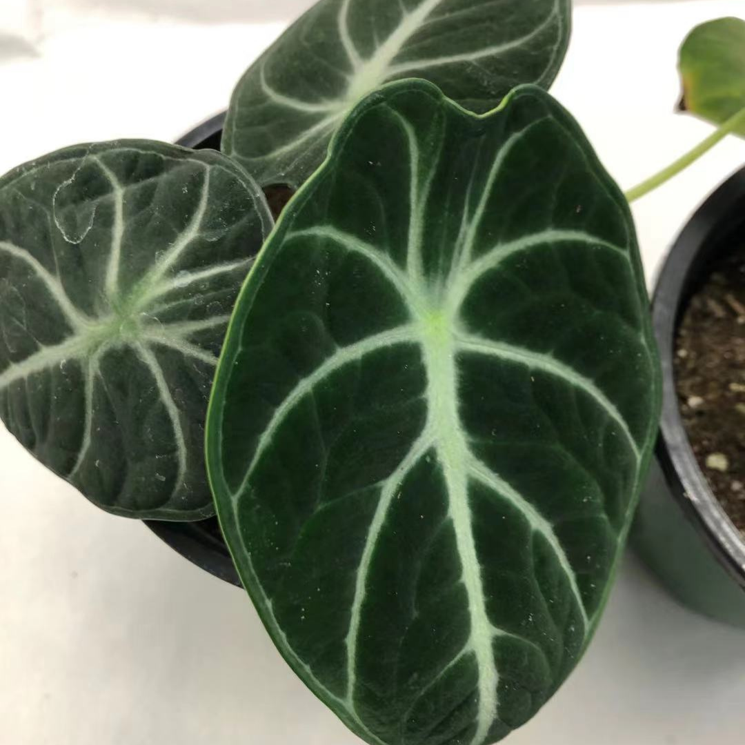 Alocasia Black Velvet in 3.5” Plastic Pot