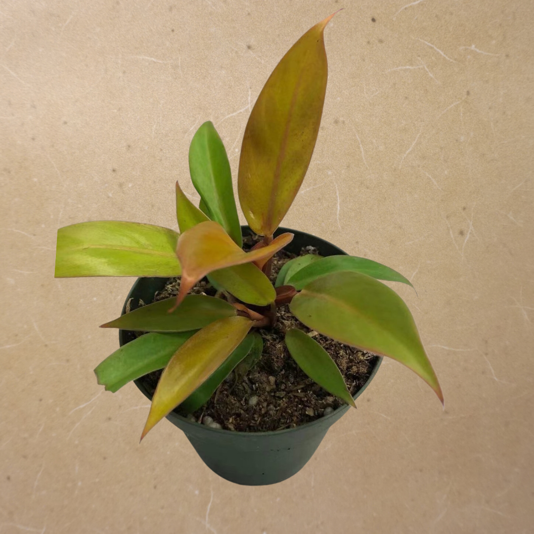 Philodendron - Princess of Orange in Plastic Pot