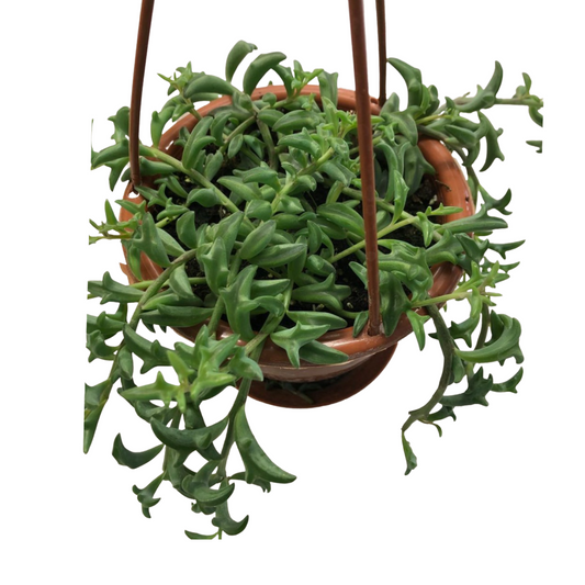 String of Dolphins in 4” Hanging Basket