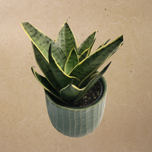 Bird’s Nest Snake Plants in 4” Plastic Pot