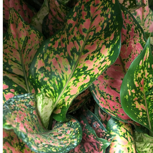 Aglaonema - Red Valentine in 5” Plastic Pot