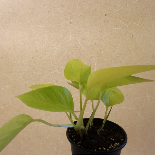 Neon Pothos in 3.5” Plastic Pot