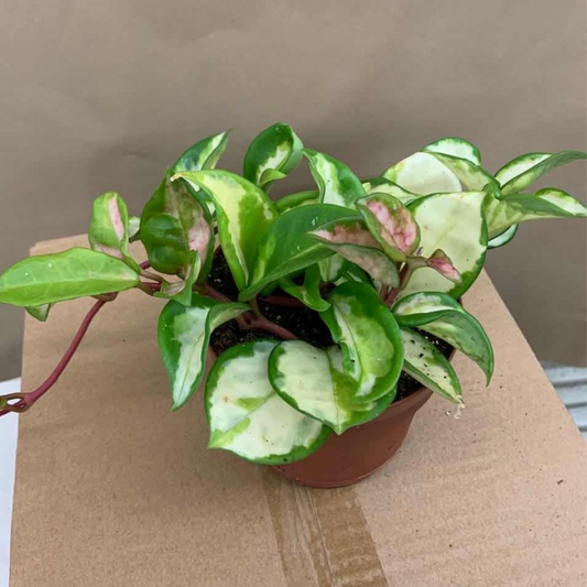 Hoya Australis Tricolour in 5” Plastic Pot