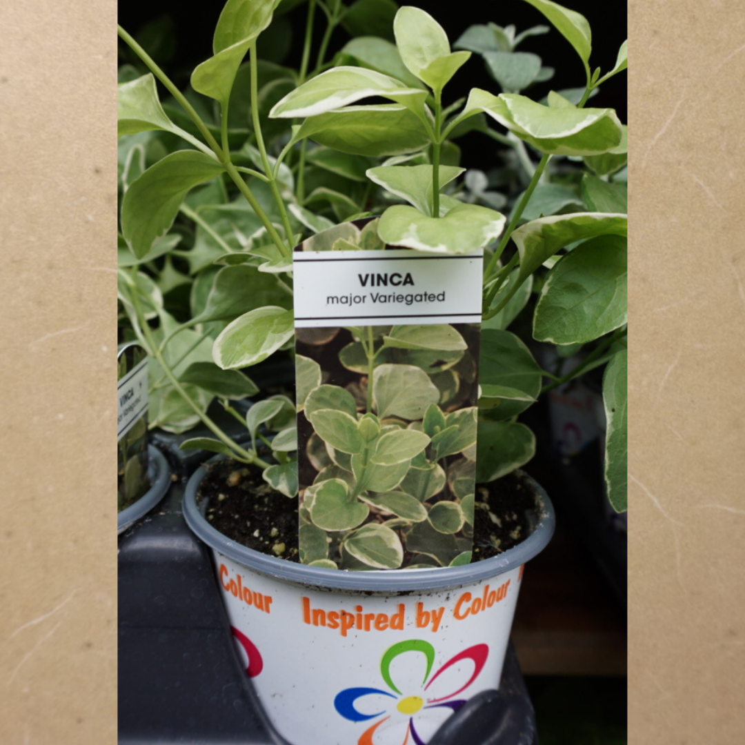 Vinca Major Variegated in Plastic Pot