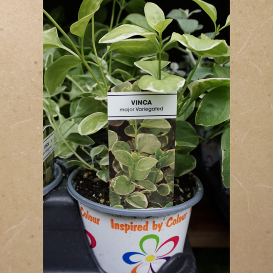 Vinca Major Variegated in Plastic Pot