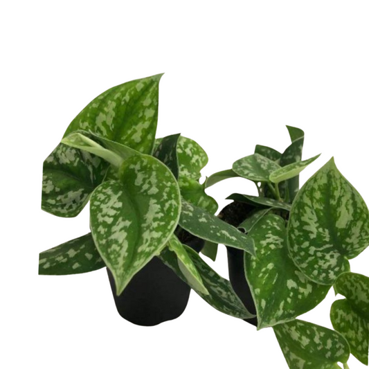 Silver Satin Pothos  in Plastic Pot