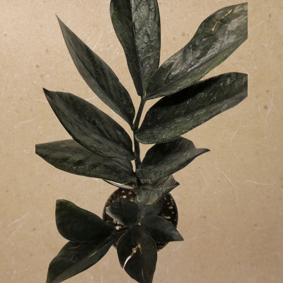 ZZ Plant Midnight in 3.5” Plastic Pot