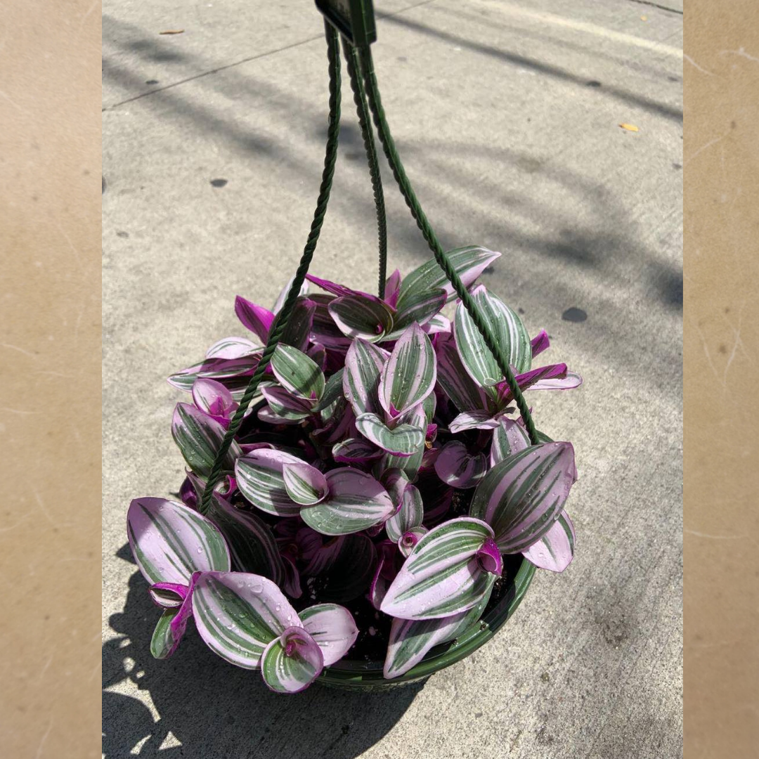 Wandering Jew Nanouk in 8" Hanging Basket