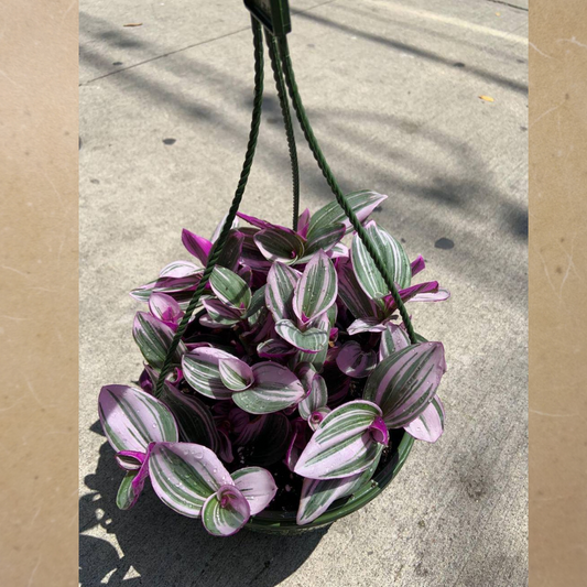 Wandering Jew Nanouk in 8" Hanging Basket