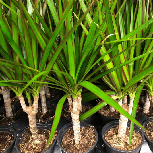 Dracaena Marginata Cane in 4” Plastic Pot