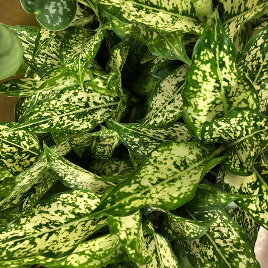 Aglaonema - Spring Snow in 5” Plastic Pot