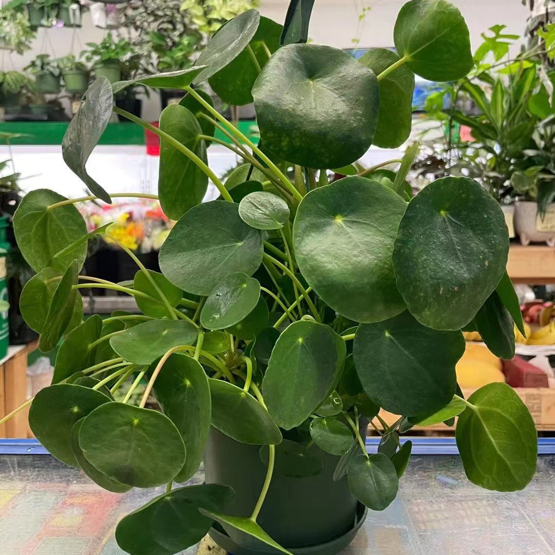 Pilea in Hanging Basket