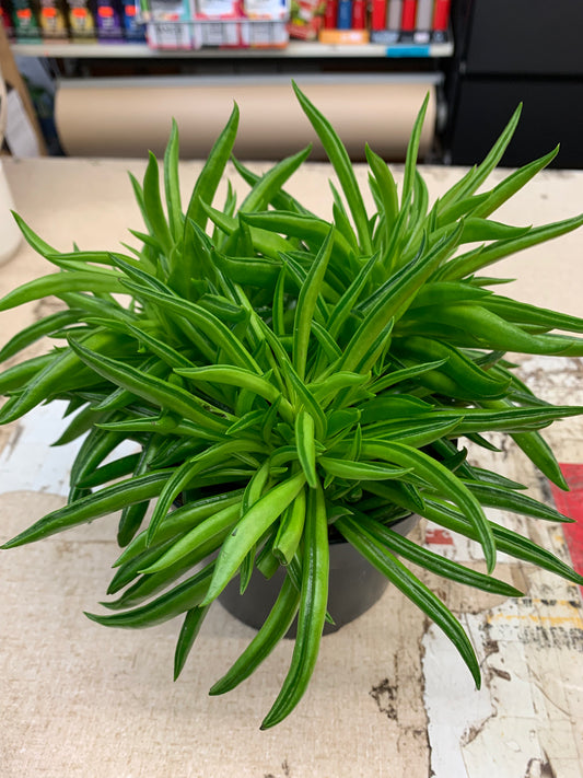 Peperomia Happy Bean in 5" Plastic Pot