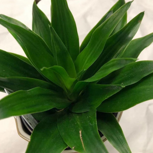 Dracaena Janet Craig in 3.5” Plastic Pot