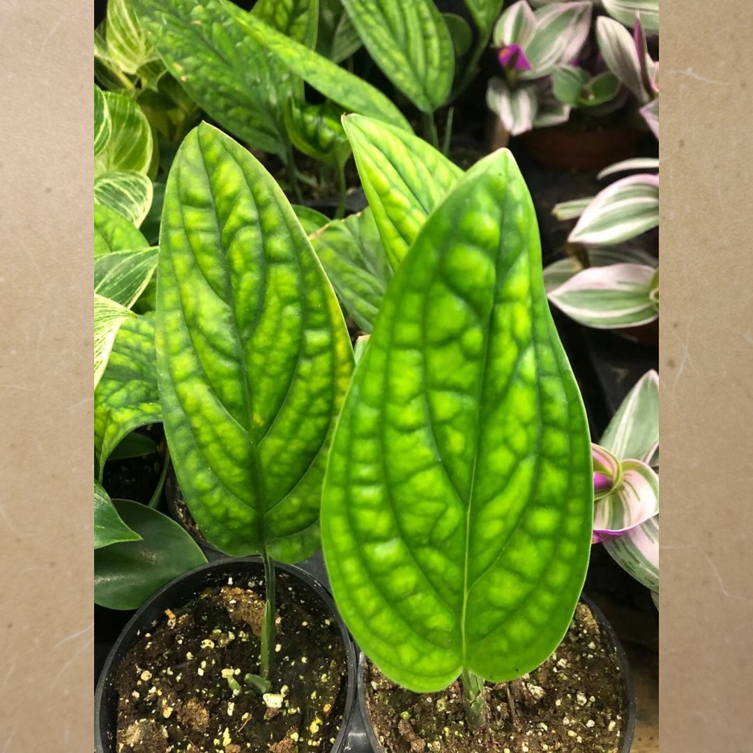 Monstera Peru in 3.5” Plastic Pot