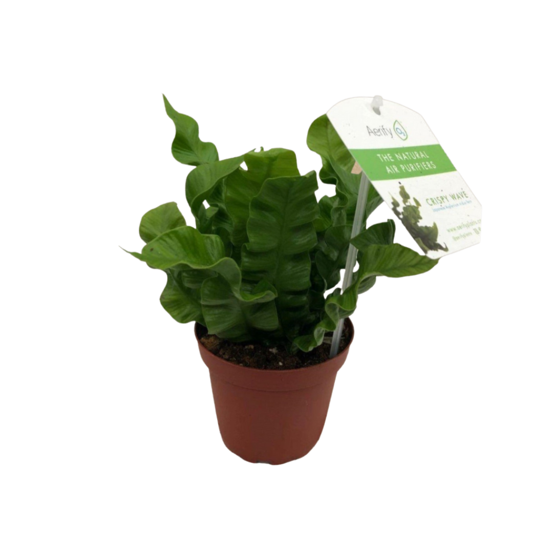 Crispy Wave in 4" Plastic Pot