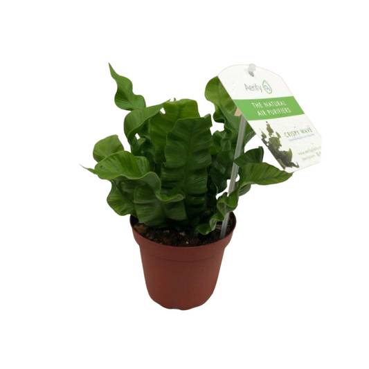 Crispy Wave in 4" Plastic Pot
