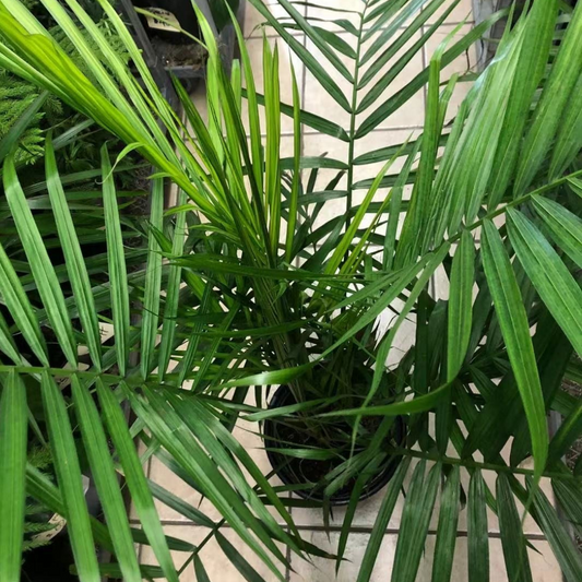 Majesty Palm in Plastic Pot