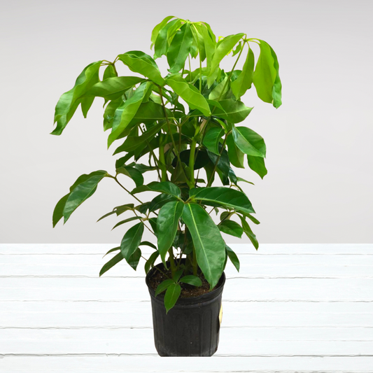 Schefflera Amate in 10” Plastic Pot