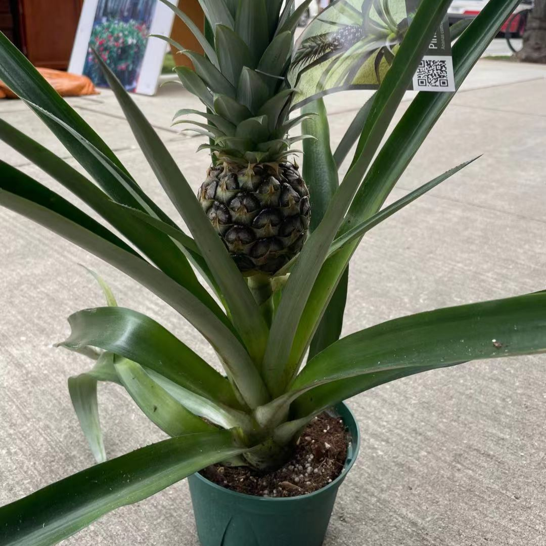 Large Pineapple Plant in 6” Plastic Pot