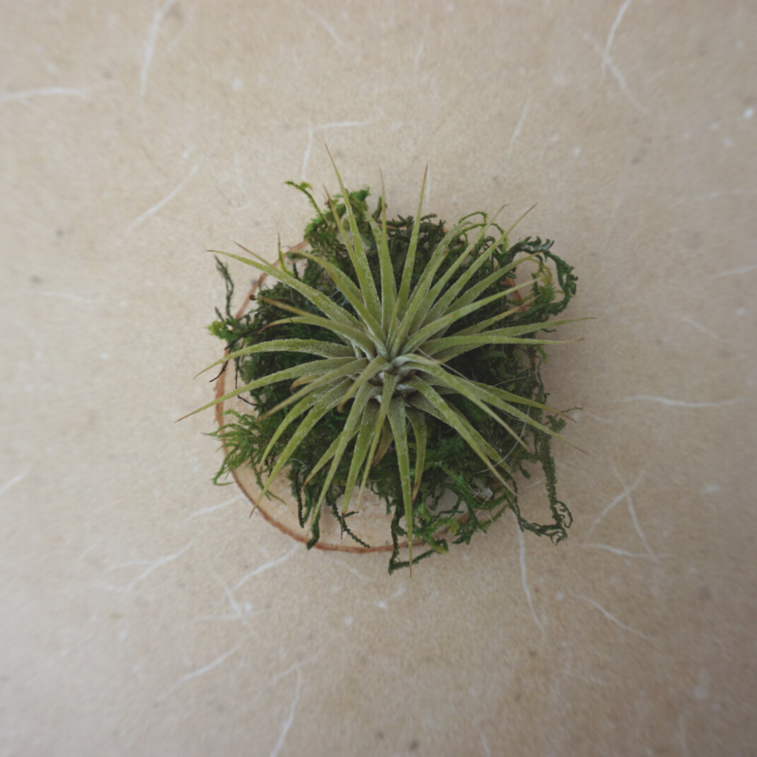 Small Air Plant - Stricta