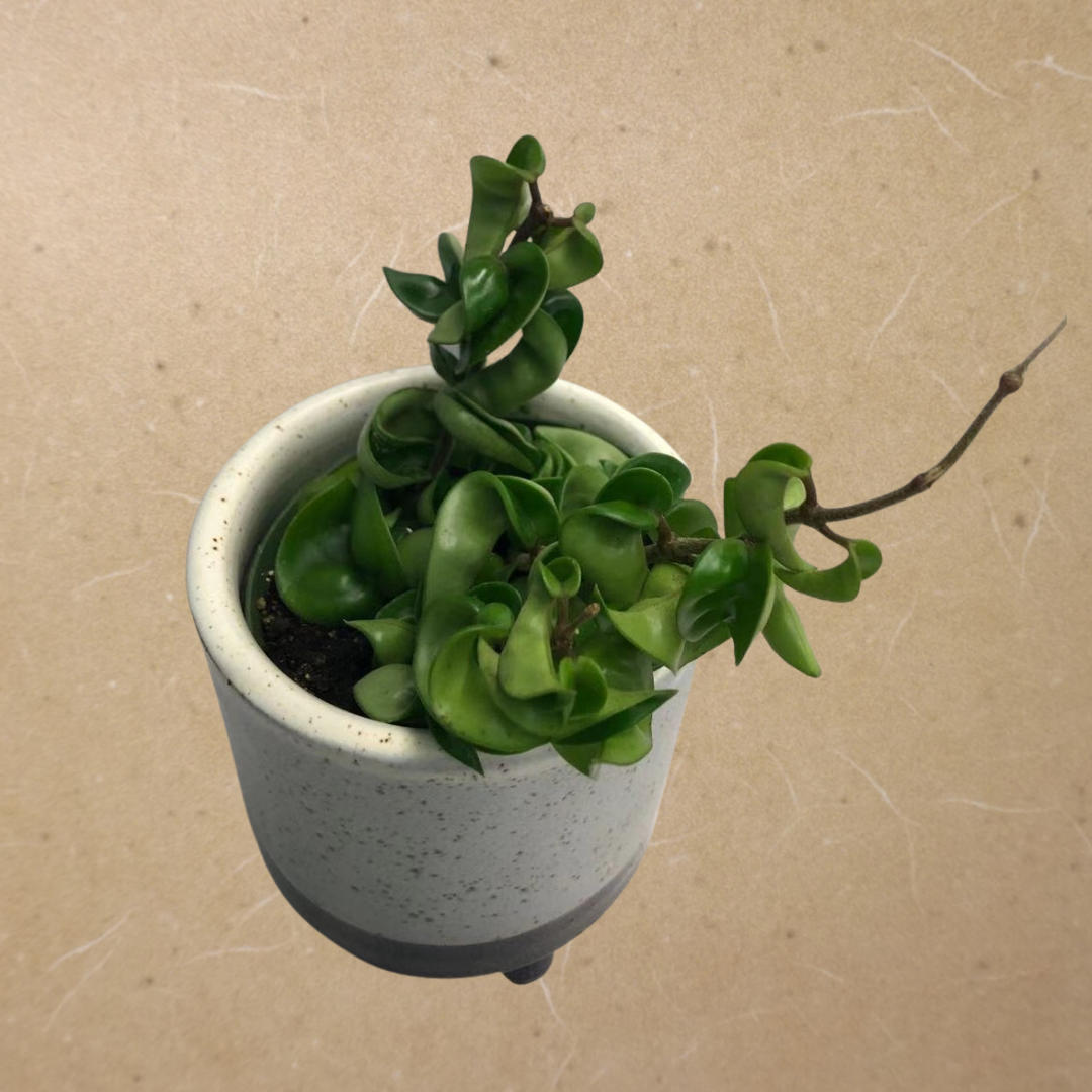 Hoya Hindu Rope in 4” Plastic Pot
