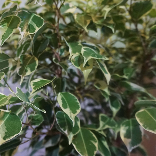 Ficus Benjamina (Variegated) in 8" Plastic Pot