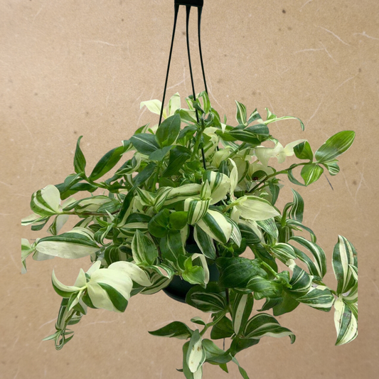 Wandering Jew (Green and White) in 6” Hanging Basket