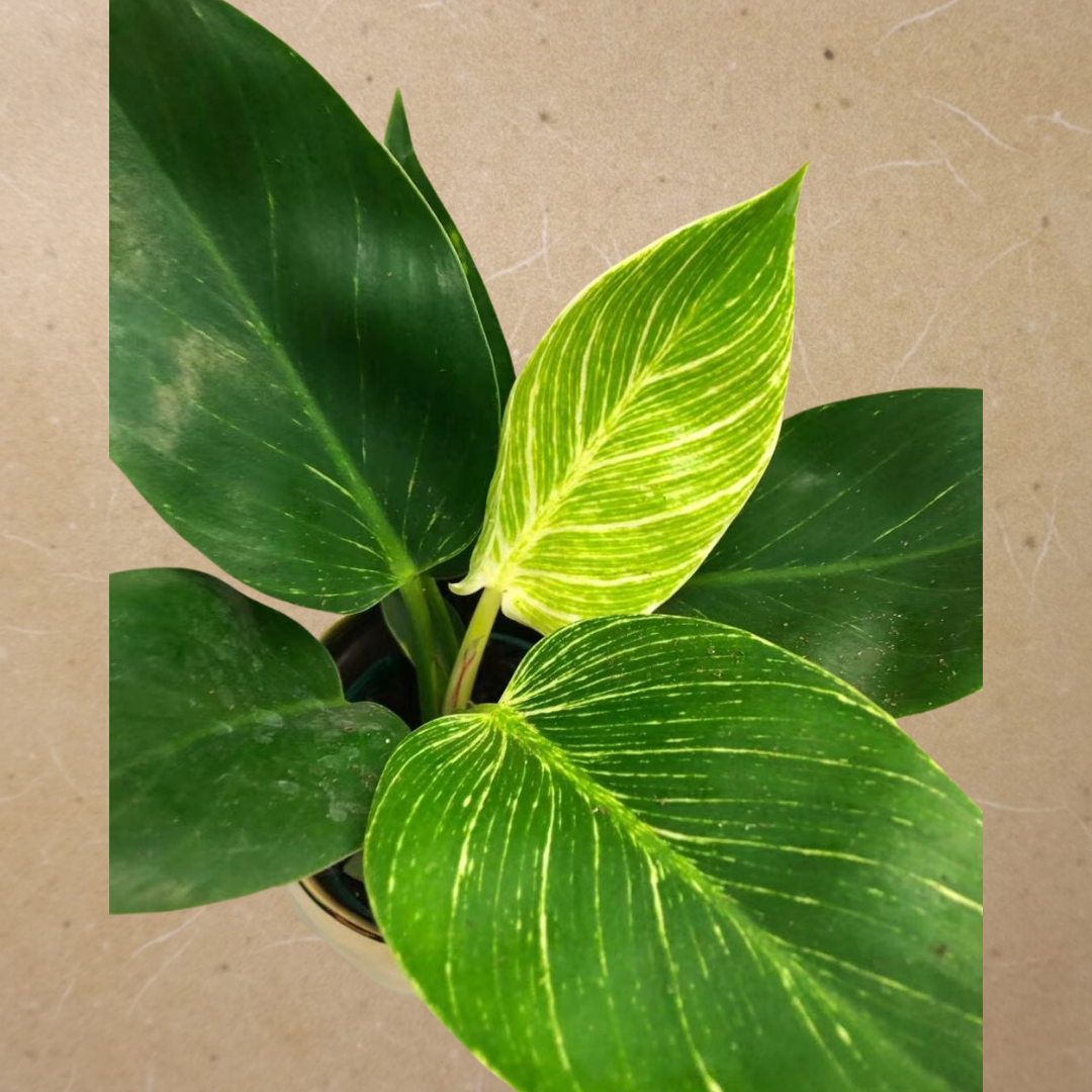 Philodendron Birkin in Plastic Pot