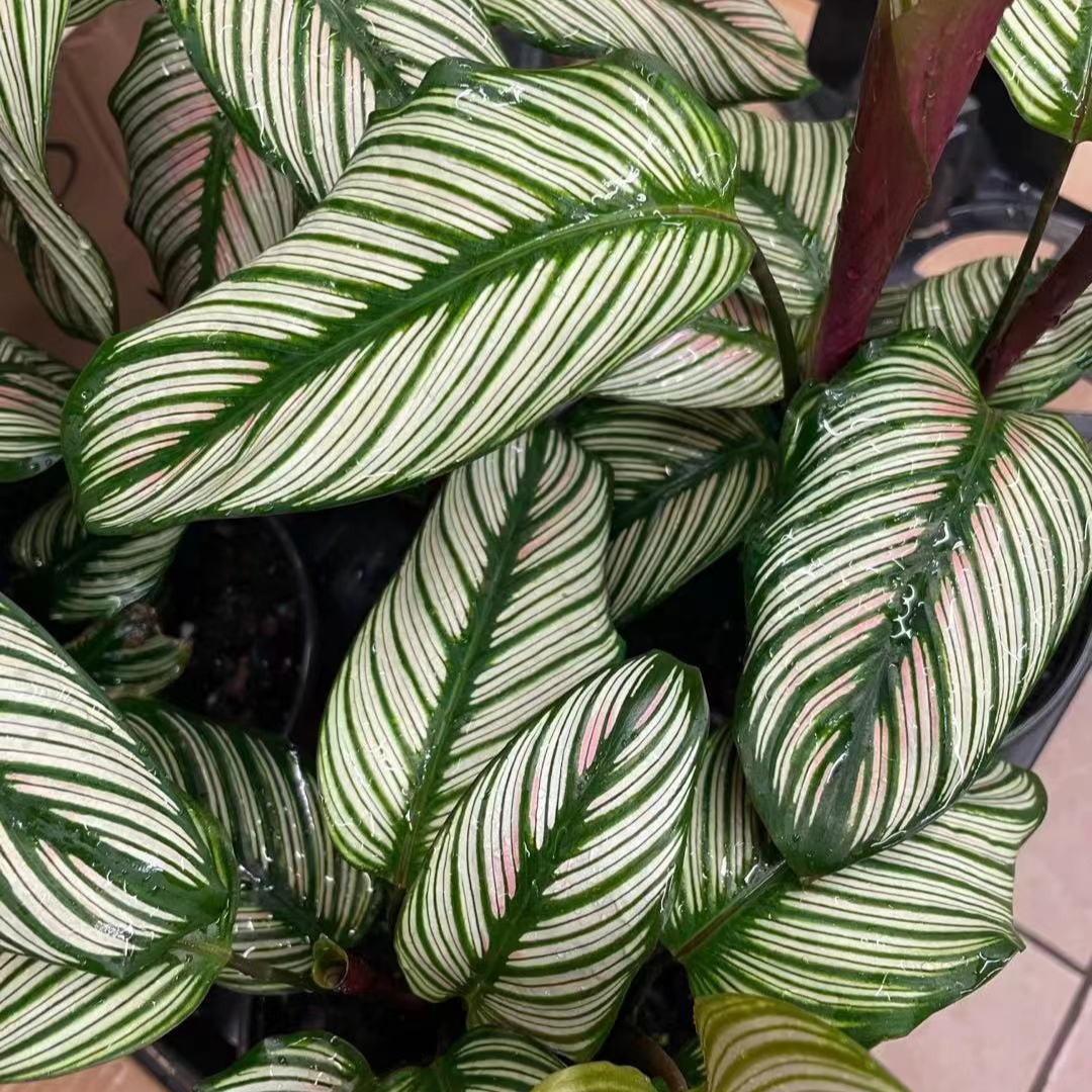 Calathea White Star in 6" Plastic Pot