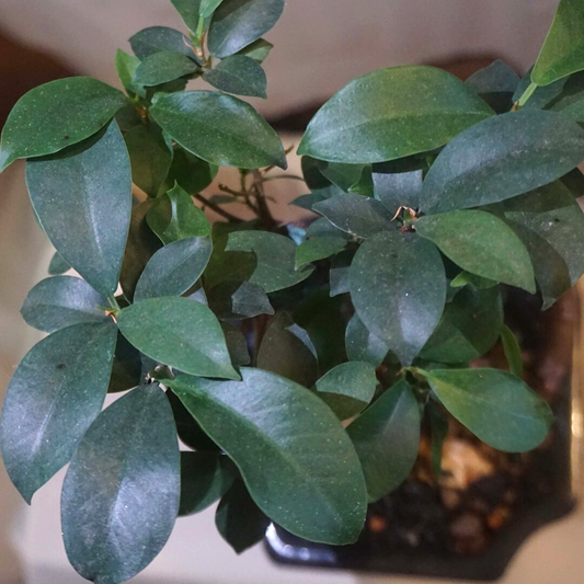 Bonsai Ficus Ginseng in Ceramic Pot (Black)