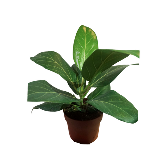 Audrey Ficus in Plastic Pot
