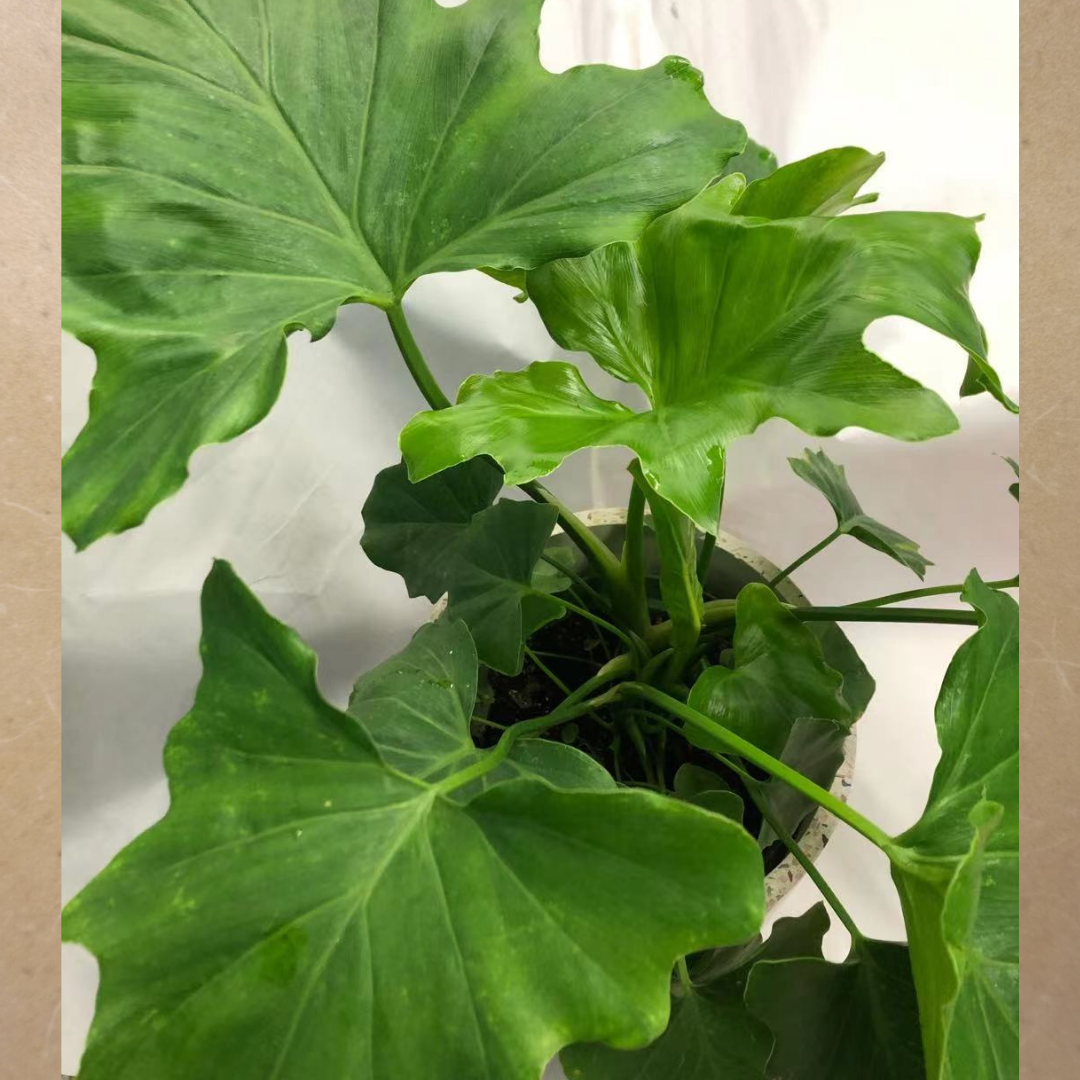 Philodendron Hope in Plastic Pot