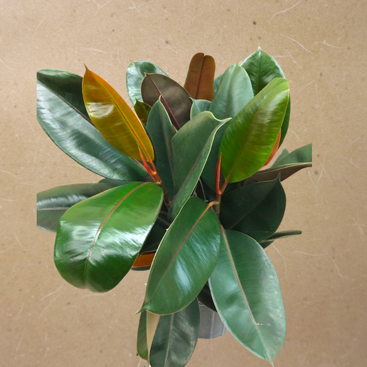 Rubber Plant (Bush) in 10” Plastic Pot