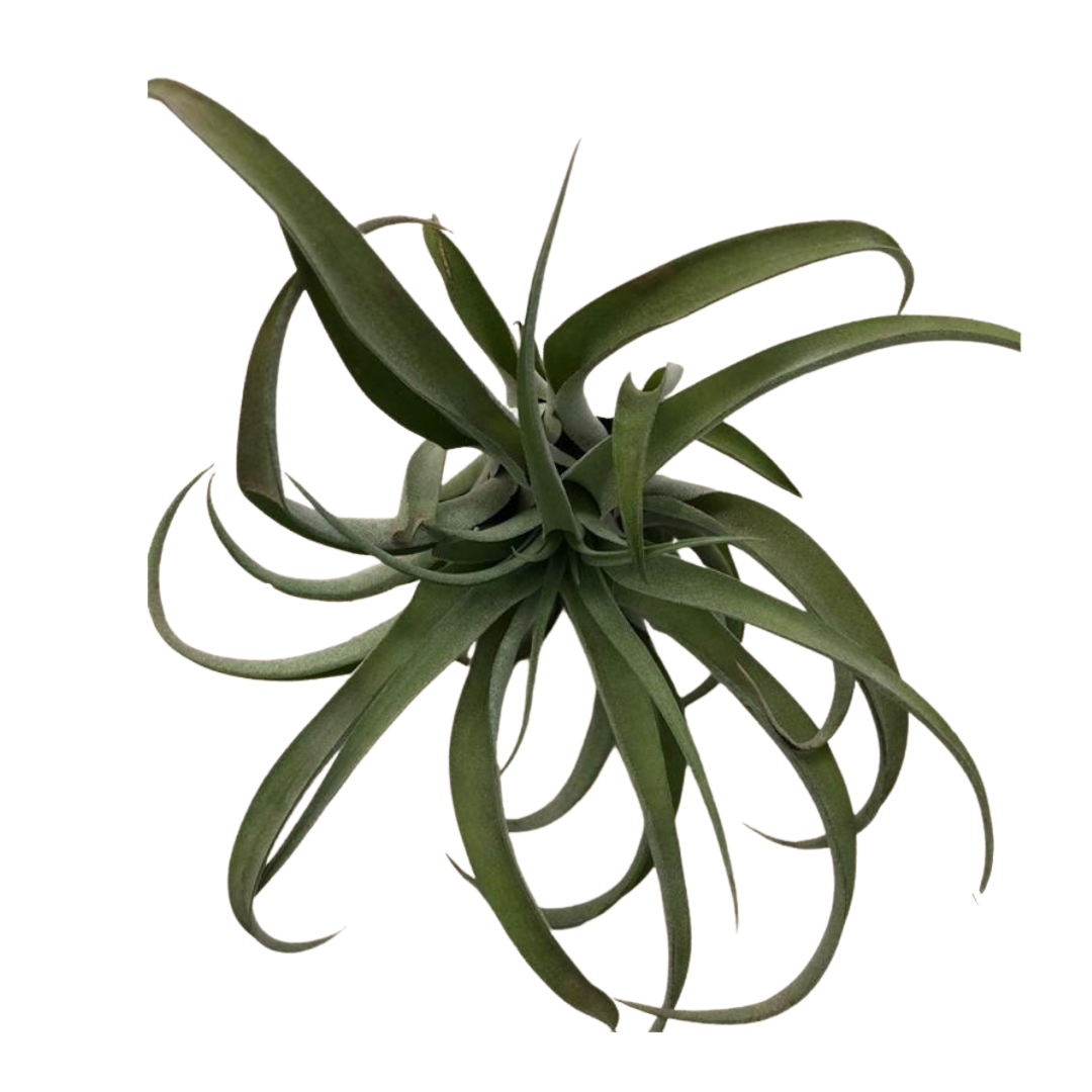 Large Air Plant - Tillandsia Utriculata