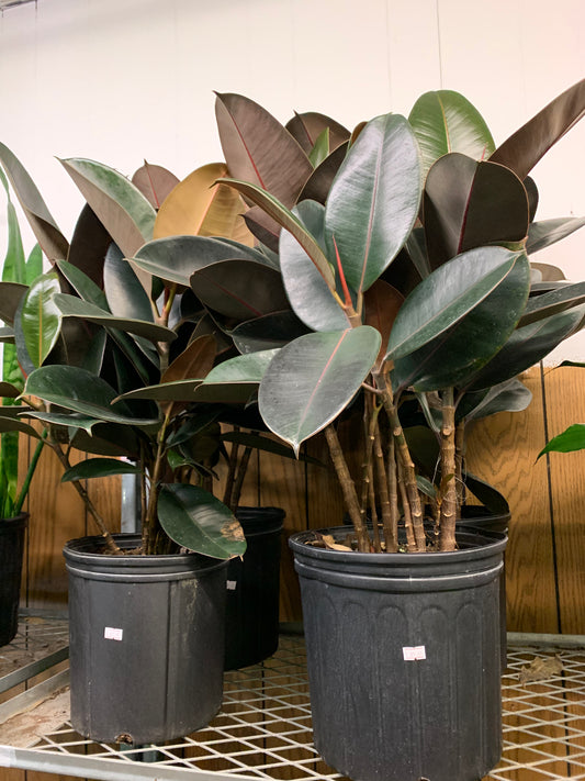 Ficus Elastica Burgundy in Plastic Pot