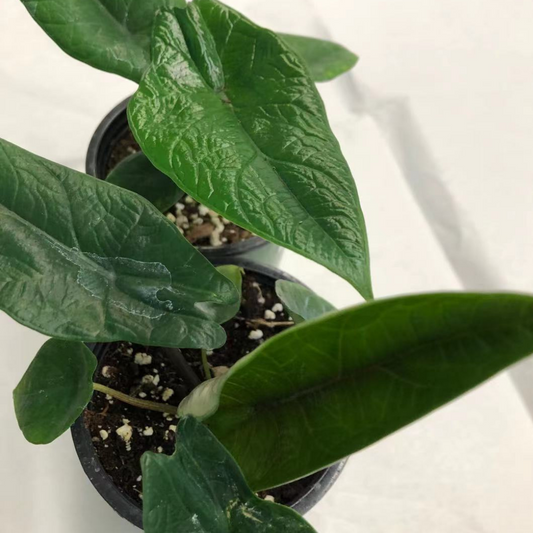Alocasia Scalprum in 3.5” Plastic Pot