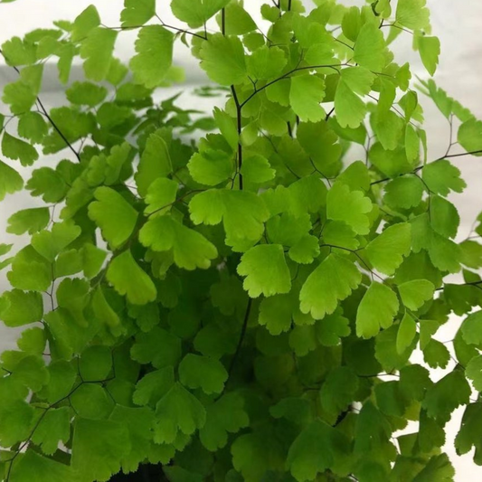 Maidenhair Fern Fragrans in 3.5” Plastic Pot