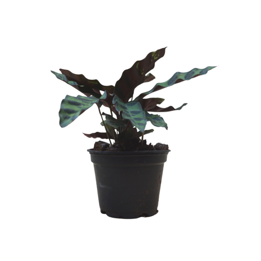 Calathea Rattlesnake in Plastic Pot