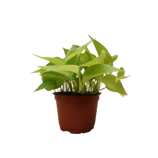 Neon Pothos in 6” Plastic Pot