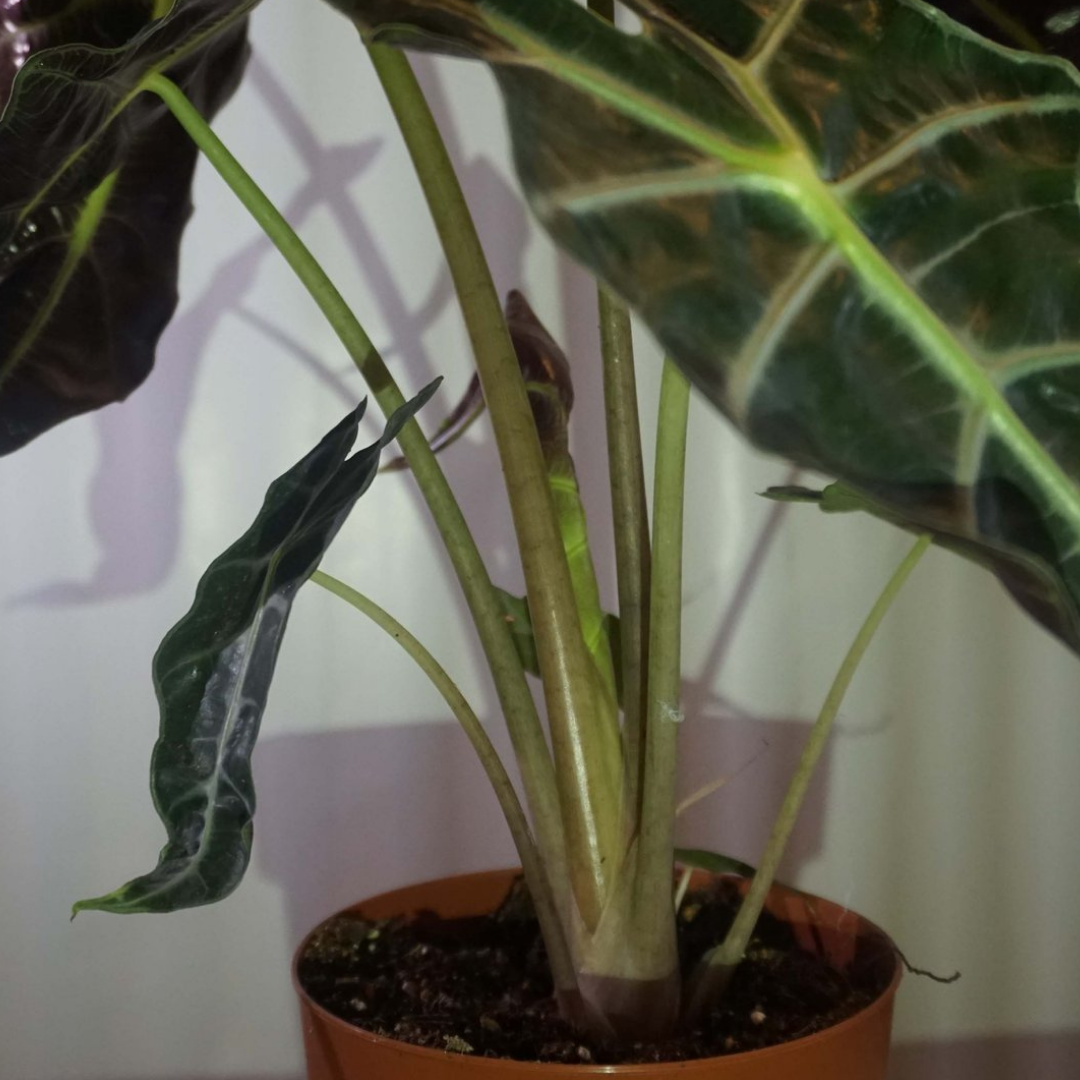 Alocasia Polly in Plastic Pot