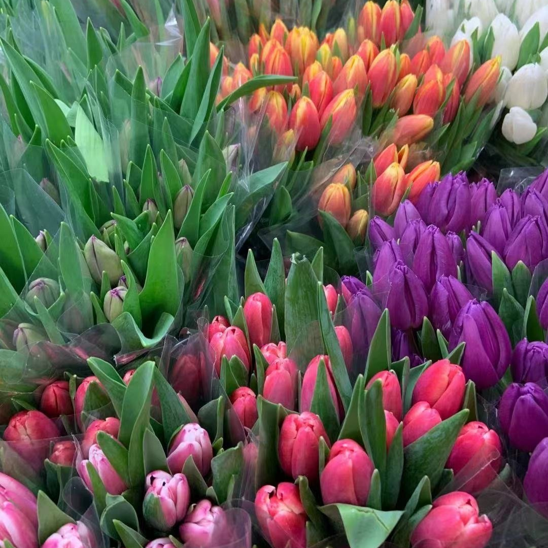 Tulips
