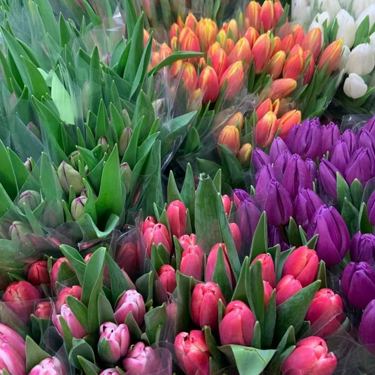 Tulips