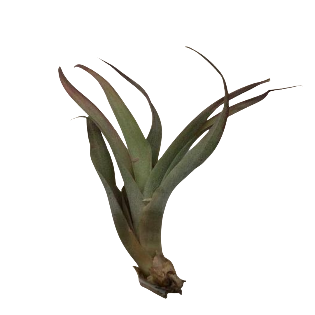 Small Air Plant - Red Ionantha