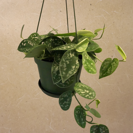 Silver Satin Pothos in 6” Hanging Basket