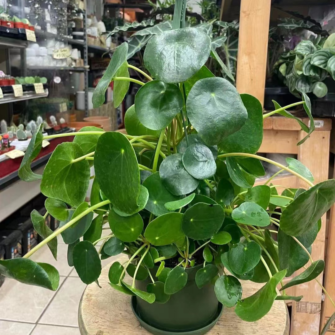 Pilea in Hanging Basket