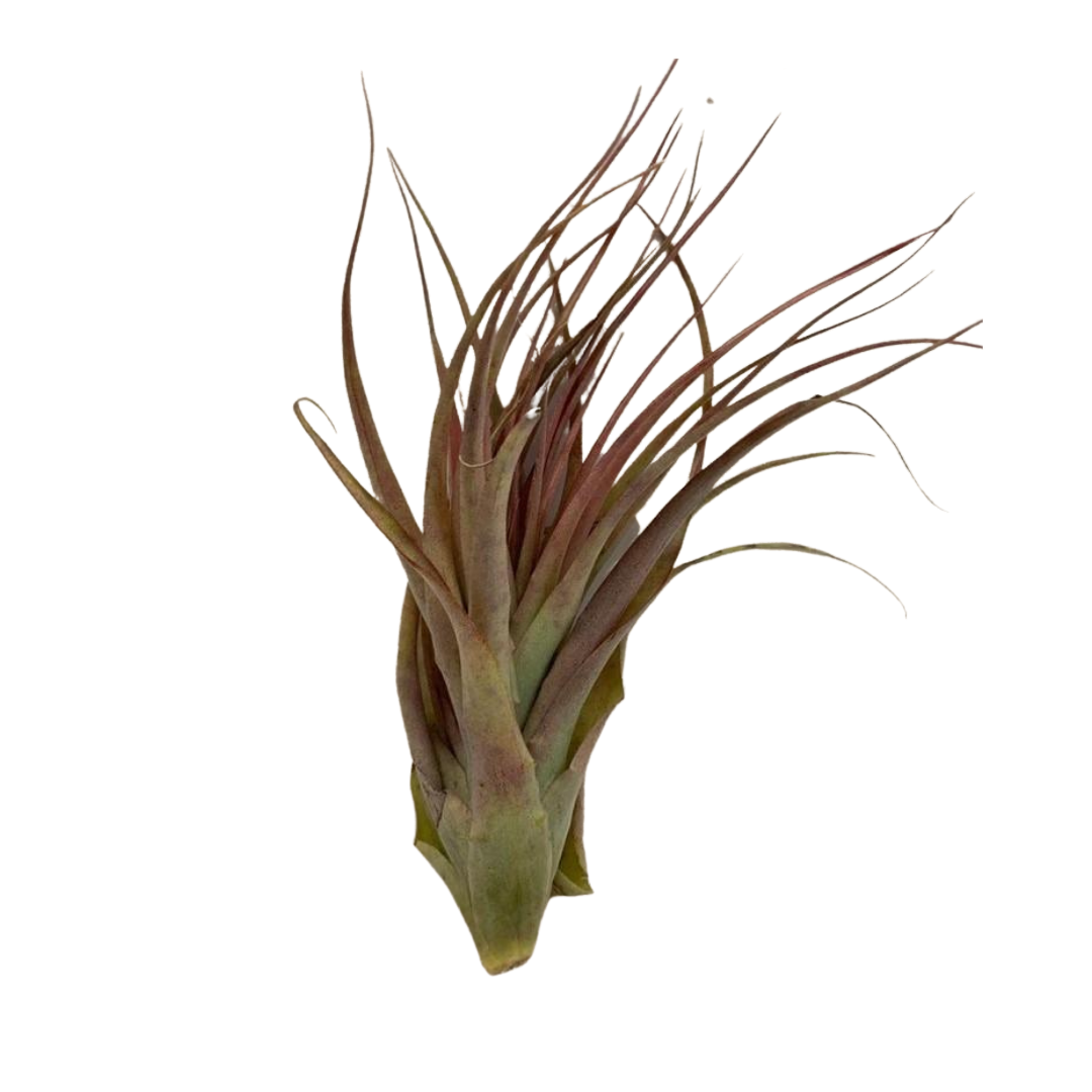 Large Air Plant - Tillandsia Tricolor Melanocrater