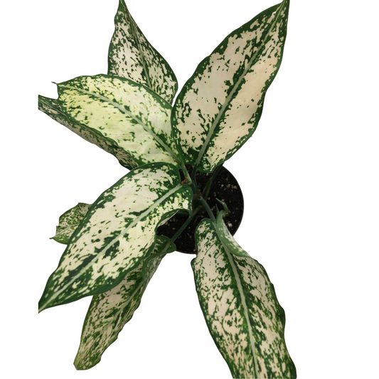 White Chinese Evergreen in 4" Plastic Pot